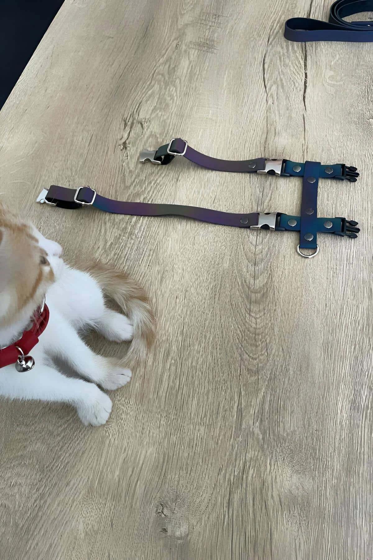 Reflektörlü kedi harness ışık altında mor ve mavi yansıma gösteren holografik polyester bantlar