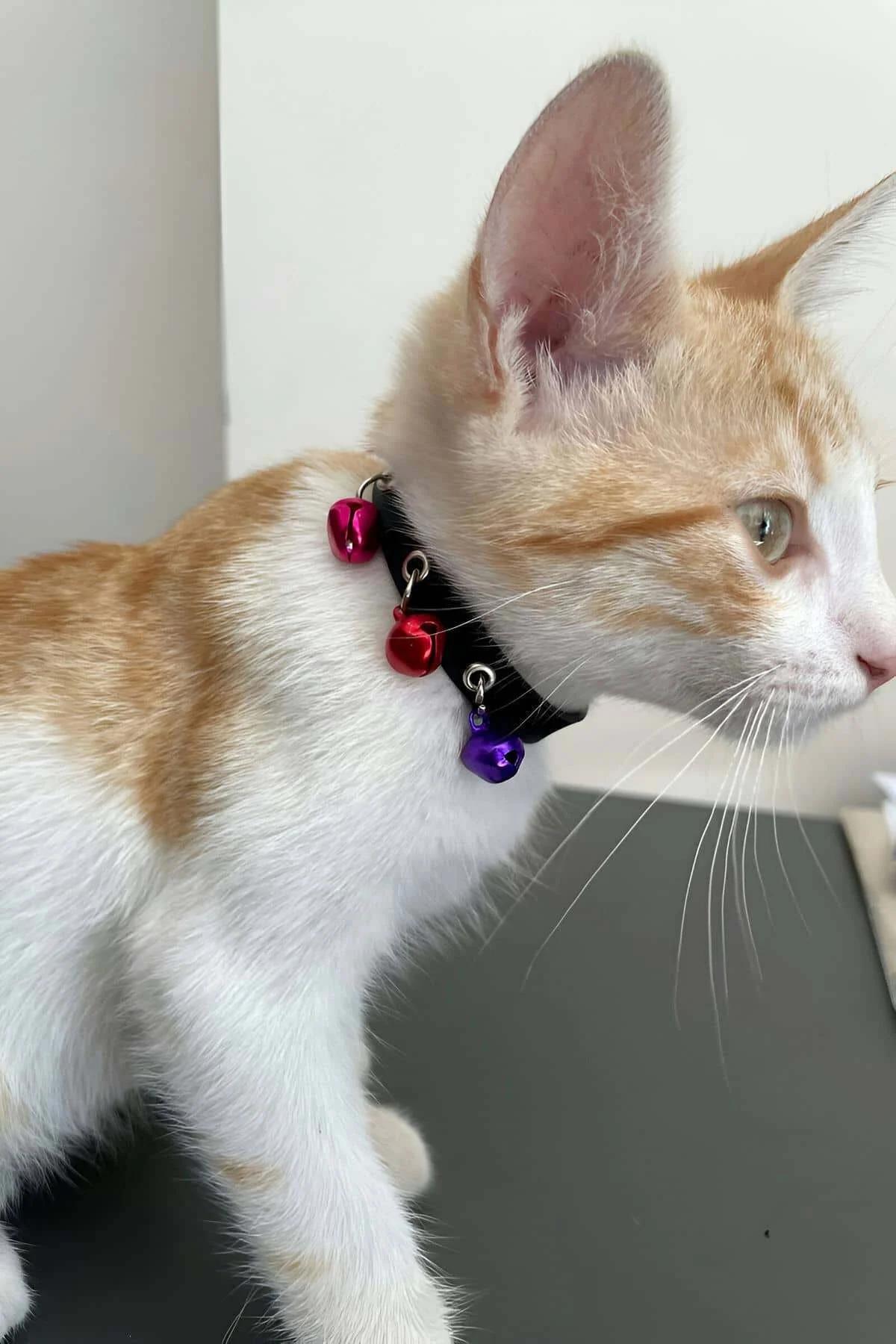 Siyah PU deri kedi tasması gümüş D-halka ve renkli zil aksesuarı yakın çekim