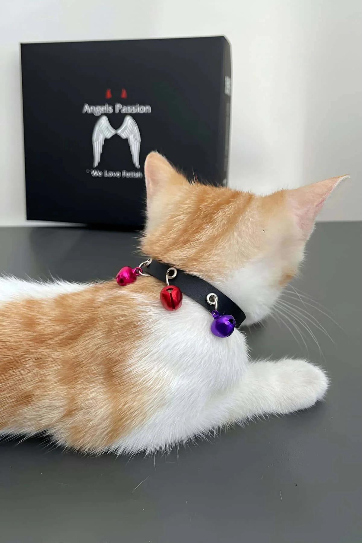 Turuncu beyaz kedi siyah tasma takılı pembe mor metal zil detayı