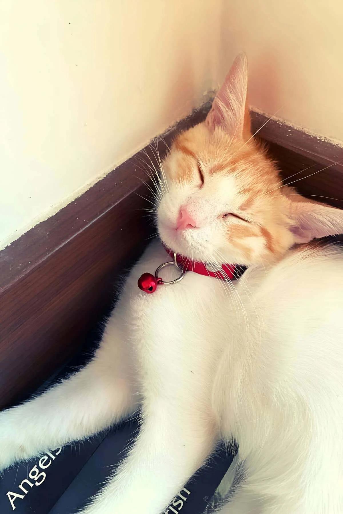 Kırmızı vegan deri kedi tasması yan açıdan gümüş metal toka detayı