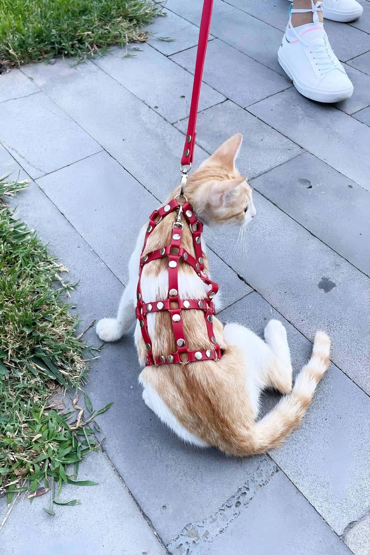 PU suni deri kırmızı kedi harness D-halka ve kemer tokası yakın çekim