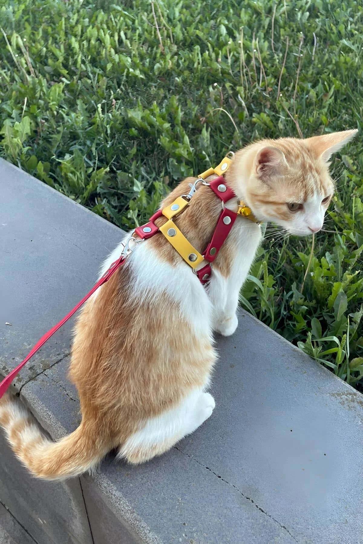 kedi harness seti kırmızı 120 cm kayış ve gümüş kancalı toka yakın çekim