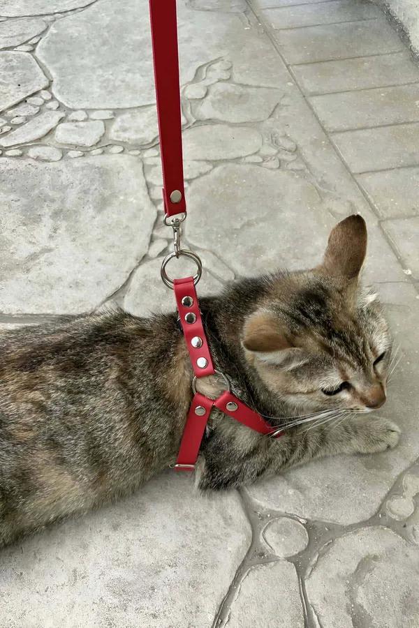 kırmızı suni deri kedi harness ve gezdirme ipi takımı, gümüş O-ring ve perçin detaylı H-tipi koşum
