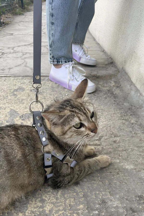 reflektörlü siyah kedi harness gümüş metal toka ve D-halka ile tekir kedide kullanım