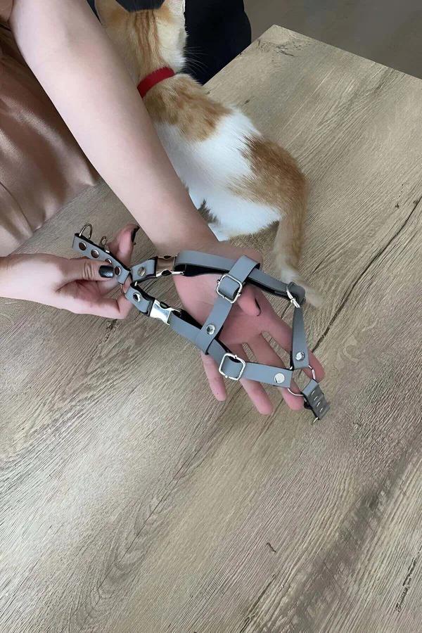 reflektörlü siyah kedi harness gümüş metal toka ve D-halka ile tekir kedide kullanım