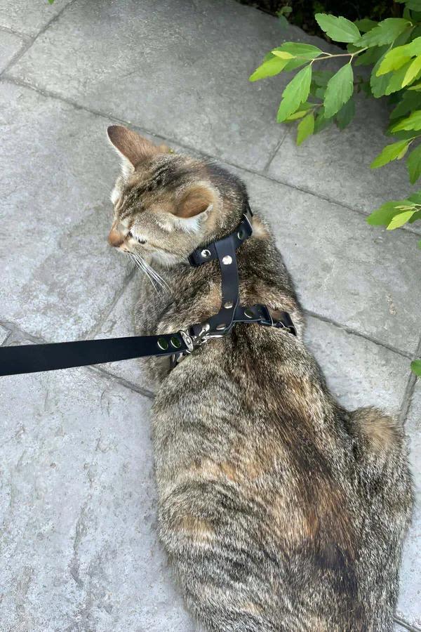 Siyah suni deri kedi göğüs tasması gümüş metal toka ve perçinli H tipi kayış seti tekir kedide