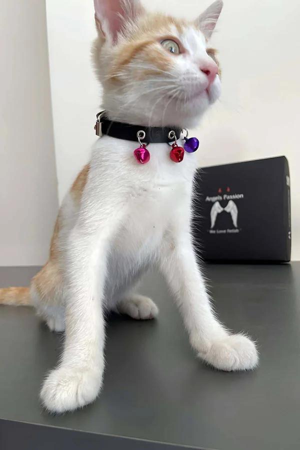 Siyah suni deri kedi tasması pembe turuncu mor 3 renkli metal zil gümüş toka detaylı