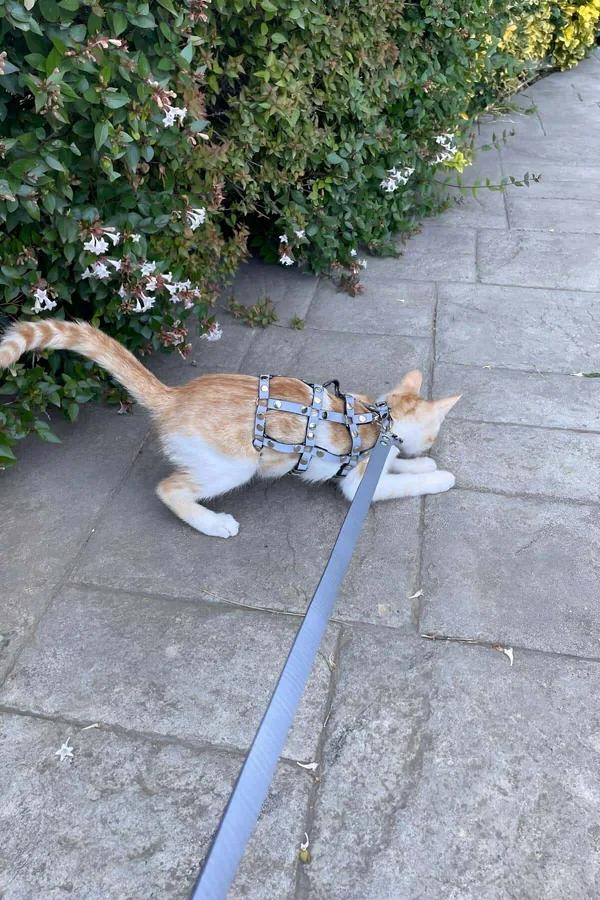 gri suni deri kedi harness gümüş metal perçinli ayarlanabilir yürüyüş tasması