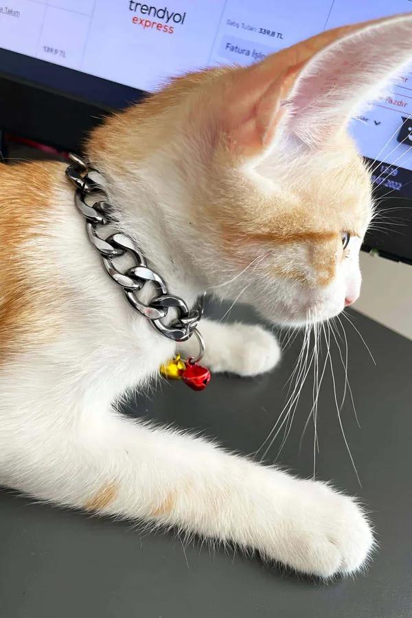 gümüş küba zincir kedi tasması sarı ve kırmızı renkli çift zilli alüminyum metal tasma turuncu kedi boyunda